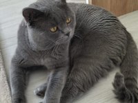 Sevgi dolu british shorthair 3.5 yaşında
