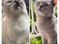 Yavru Kediler British Shorthair Blue Point Lilac