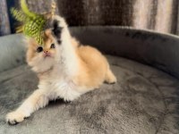 Show kalite ny11 yavru kediler