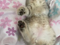 Oyuncu Ve Kaliteli British Shorthair Yavrular