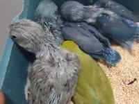 Elle beslemeye uygun forpus papağanı yavrular