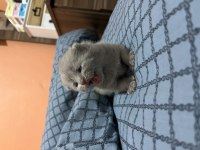 British Yavrularımız Rezerveye Açıktır