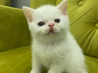 Scottish Straight 29 Nisan Doğumlu Erkek