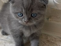 26 Nisan Doğumlu Scottish Fold Kediler