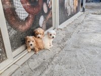 Kendi köpeğimin yavruları