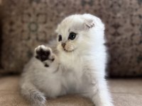 Wcf Kayıtlı Scottish Fold Shorthair Seçkin Ailelere Özel