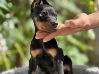 Yeni Yuvaya Hazır Doberman Yavruları