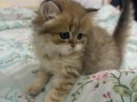 16 şubat doğumlu british shorthair