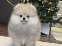 Üst Düzey Erkek Pomeranian Boo