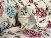Silver Cream British Shorthair