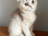 Muhteşem Göz Rengine Sahip Safkan British Yavru