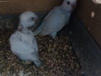 Hazır Yavrulu Takım Muhabbet Kuşu
