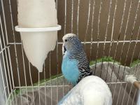 Hazır jumbo muhabbet kuşları