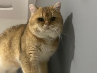 British golden kedimiz