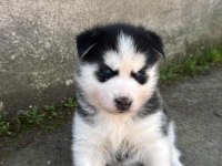 Sibirya Kurdu Yavrularım Mevcuttur