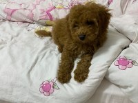 Aşıları Tam 80 Günlük Toy Poodle