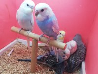 Yavru Muhabbet Kuşu Erkek