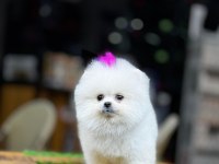 Beyaz Pomeranian Boo Yavrusu