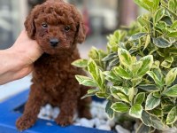 Safkan Mini Poodle Yavrularım