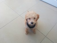 Yavru Maltipoo