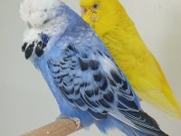 Çift muhabbet kuşları