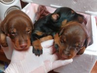 Tek Eksileri Şecere Belgeli İri Doberman Yavrular