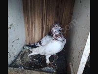 Kırmızı Şallı Erkek Tip Güvercin