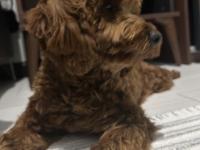 Safkan Toy Poodle 9 Aylık