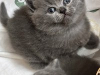 British shorthair bebek kedilerimiz