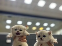 Mükemmel Safkan Cins Yavru Kediler