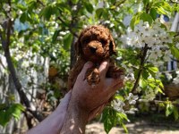 Red Toy Poodle Yavrumuz