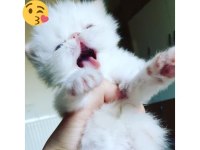 Saf kan iran kedisi yavrusu