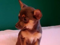 Sıfır Numara Pinscher Yavrularımız