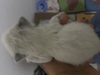 5 Adet Yavru Kedi Ve Annesi Verilecektir Hastamız Var Bakamıyoruz