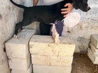 Üst Düzey Danua Yavruları