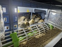 Bıldırcın Yavrularımız