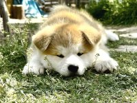 Muhteşem Safkan Japon Akita İnu Yavrular