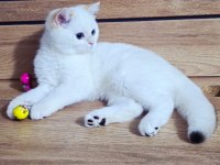 Kaliteli Şampiyon Aile Erkek Yavru British Shorthair