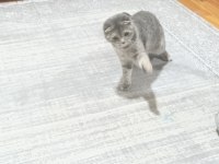Scottish Fold Yavru