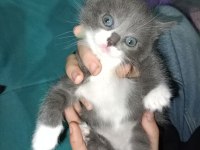 20 Ocak Doğumlu British Bicolor Yavrular