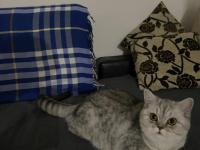 8 Aylık Kedime Ücretsiz Olacak