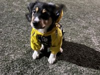 Cavalier king charles kırması (anneden) - acil ücretsiz yuva aranıyor