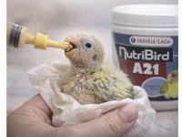 Yavru çok tatlı el besleme cennet papağanları