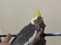 Ele alışkın sultan papağanı