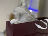 Şeker Gibi Scottish Fold Yavrular