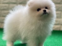 Birbirinden Sevimli Pomeranian Boo Yavruları