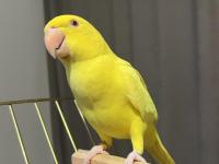 Yavru mutasyon pakistan papağanı