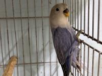 Bebek Oyun Hamuru Sevda Papağanı