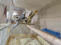 Sultan papağanı takım