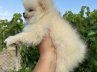 Pomeranian Boo Yavrular